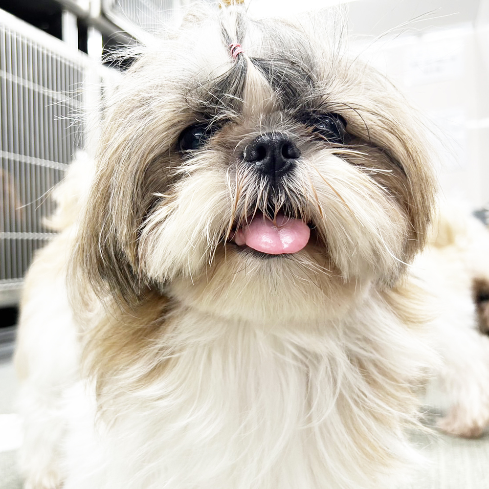 生徒が送ってくれたモデル犬の写真☆